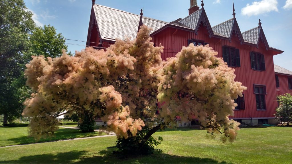 Pink fuzzy blossoms on low spreading tree in front of Roseland Cottage.