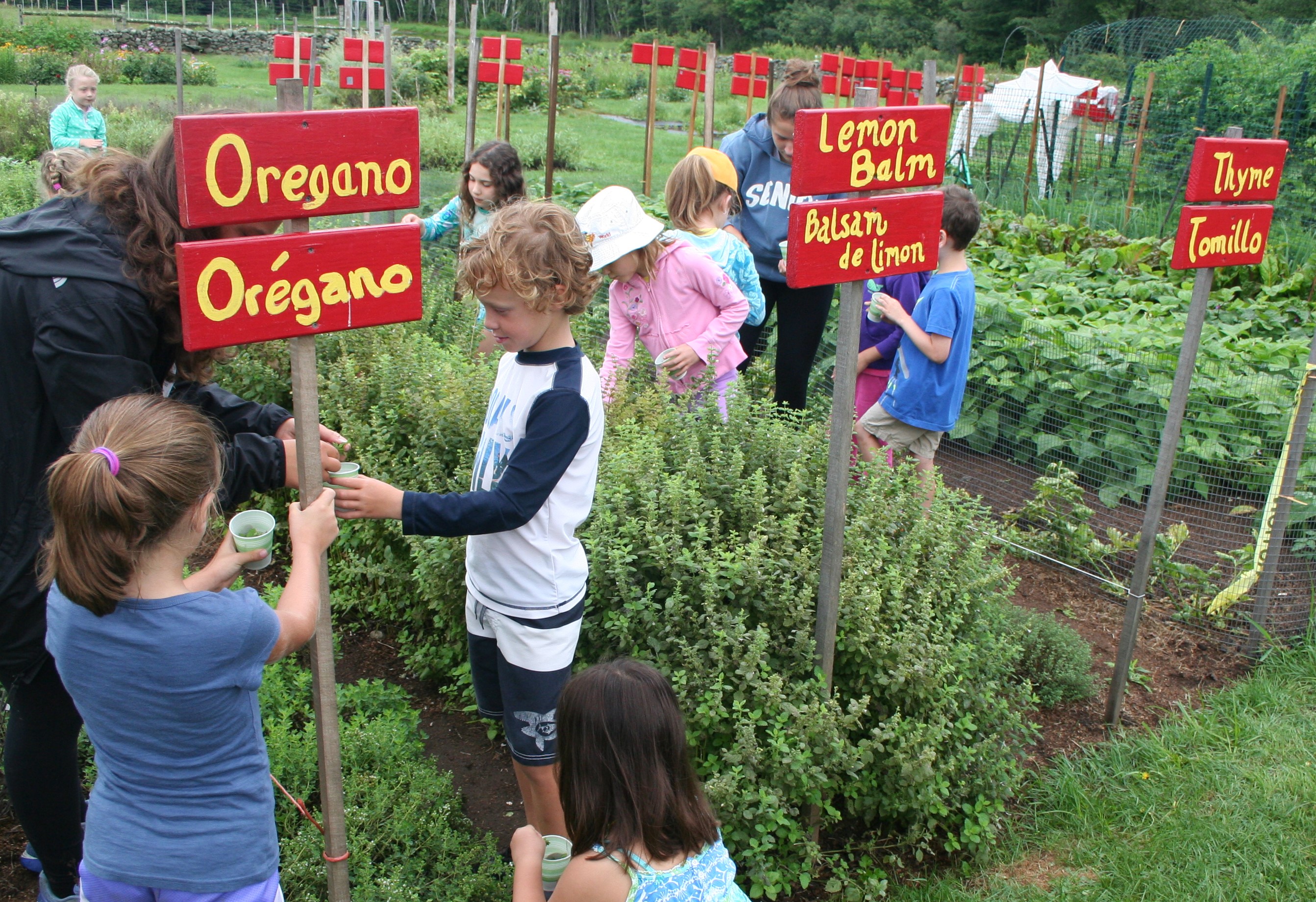 A photo of children working in a garden installing signs identifying what is growing.
